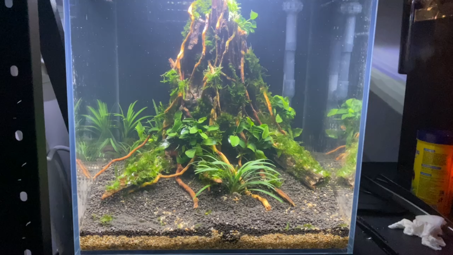30水草缸开缸-生命之树_哔哩哔哩_bilibili