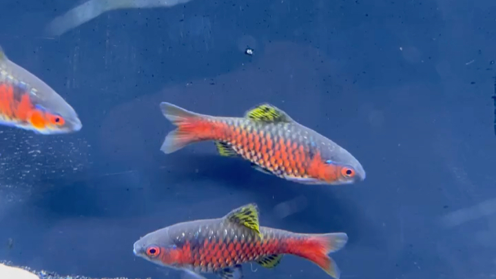 钻石彩虹鲫发色无敌