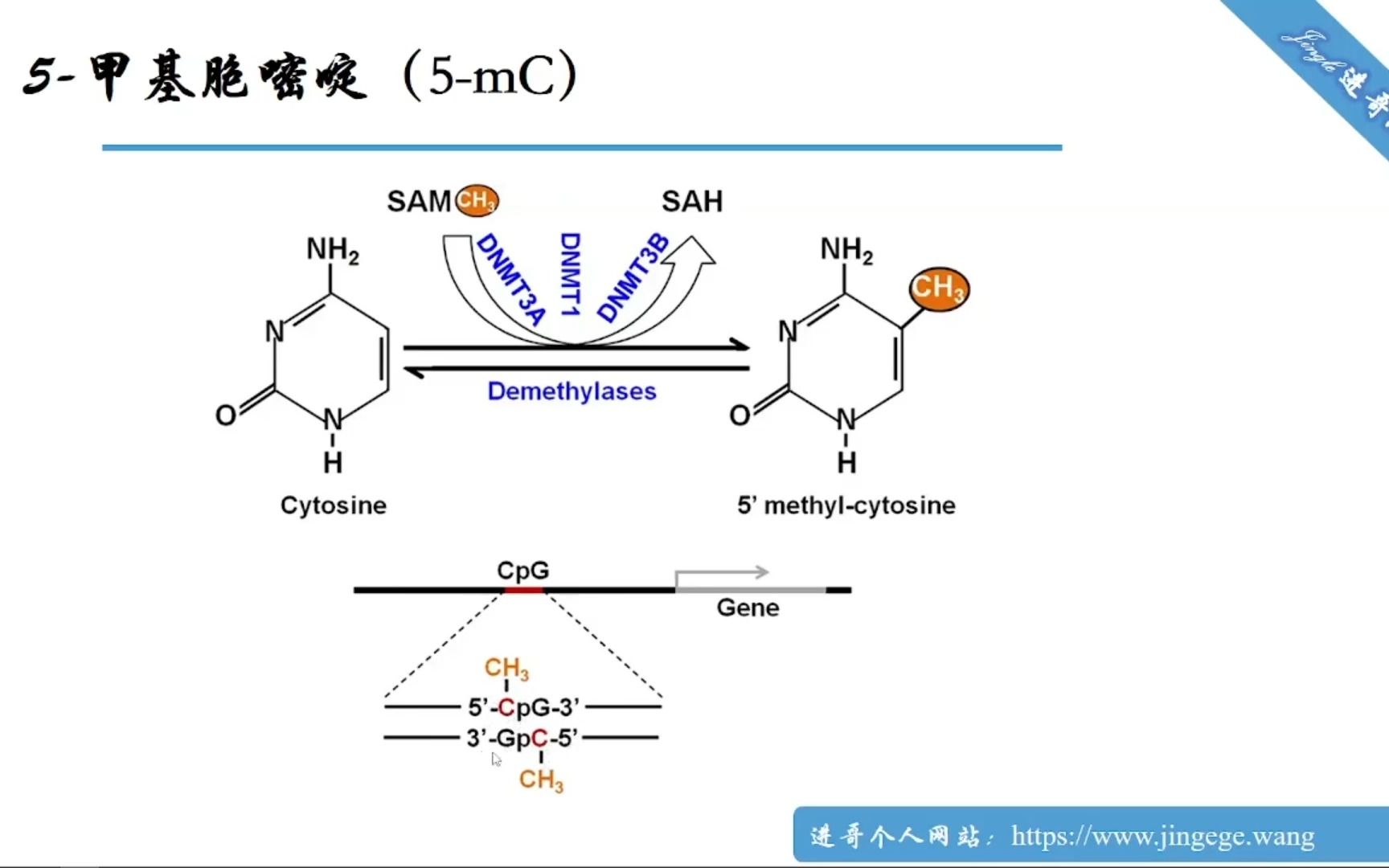 5mC DNA甲基化概述及MethPrimer进行DNA甲基化PCR(MSP/BSP)引物的设计哔哩哔哩bilibili