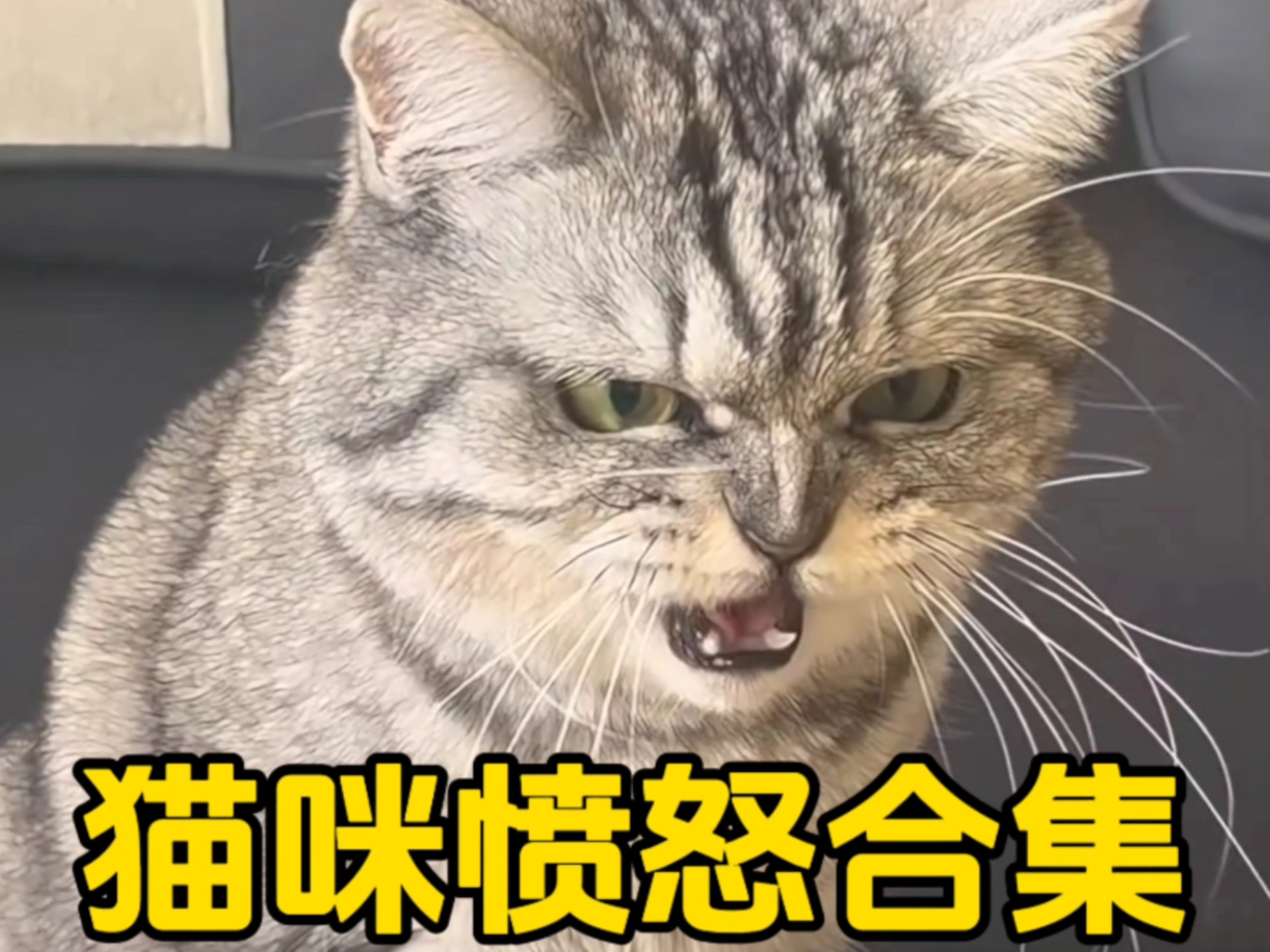 猫咪愤怒合集,猫咪的反击!