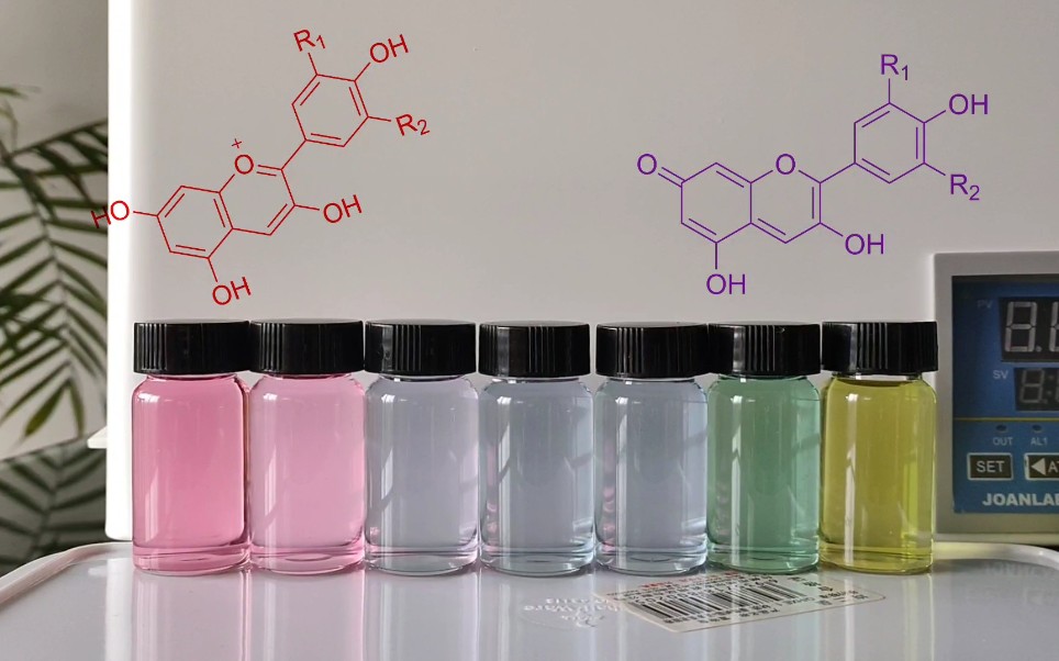 用紫甘蓝制作酸碱指示剂