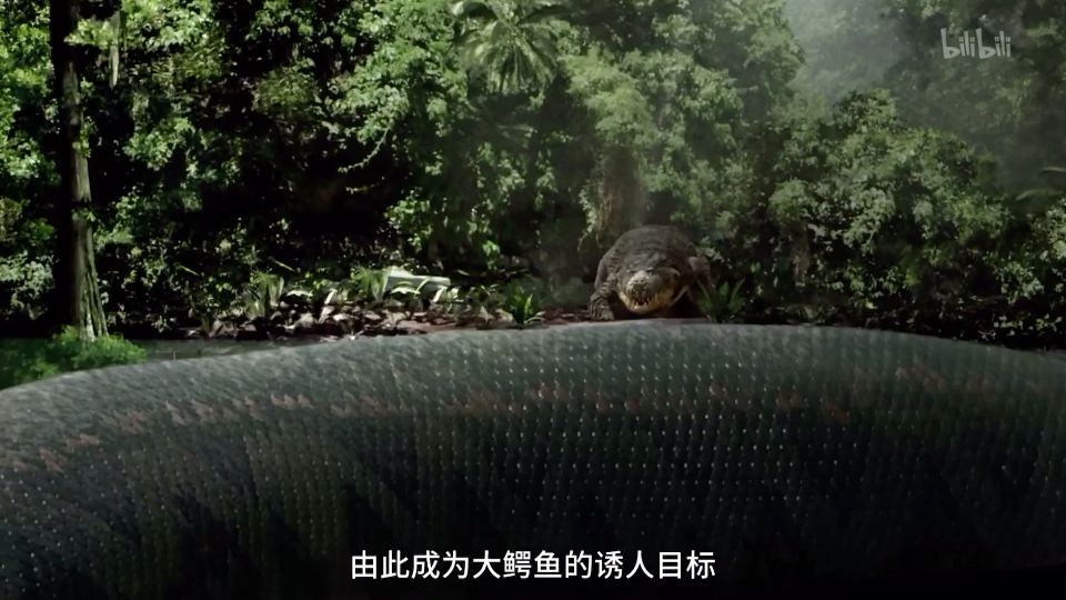 塞雷洪之王泰坦蚺