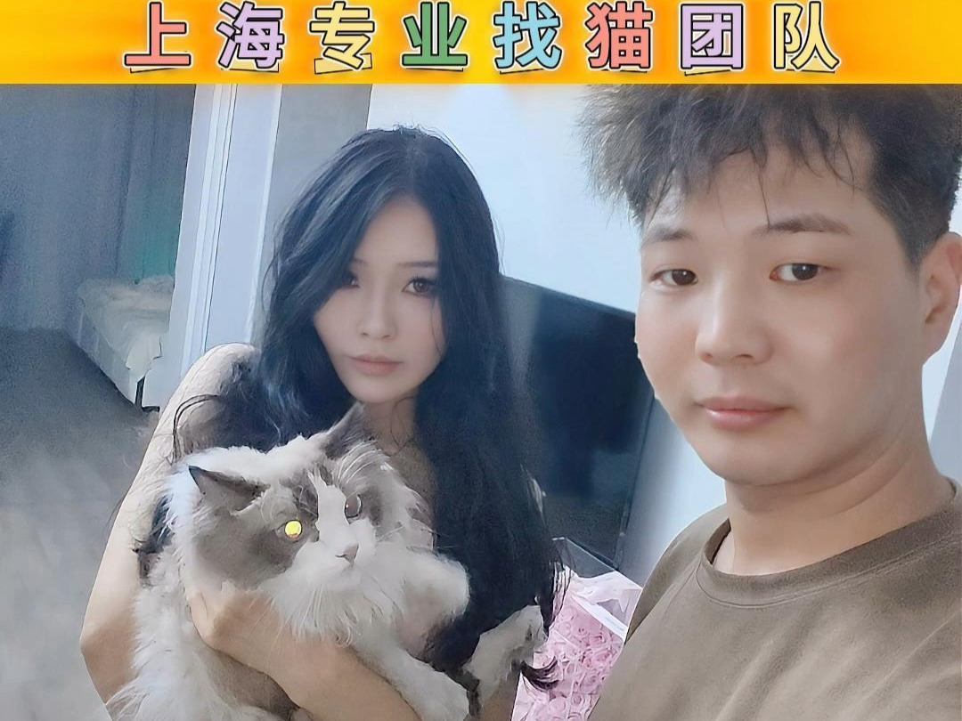 上海找猫团队 普陀区 小姐姐的猫咪成功找回哔哩哔哩bilibili