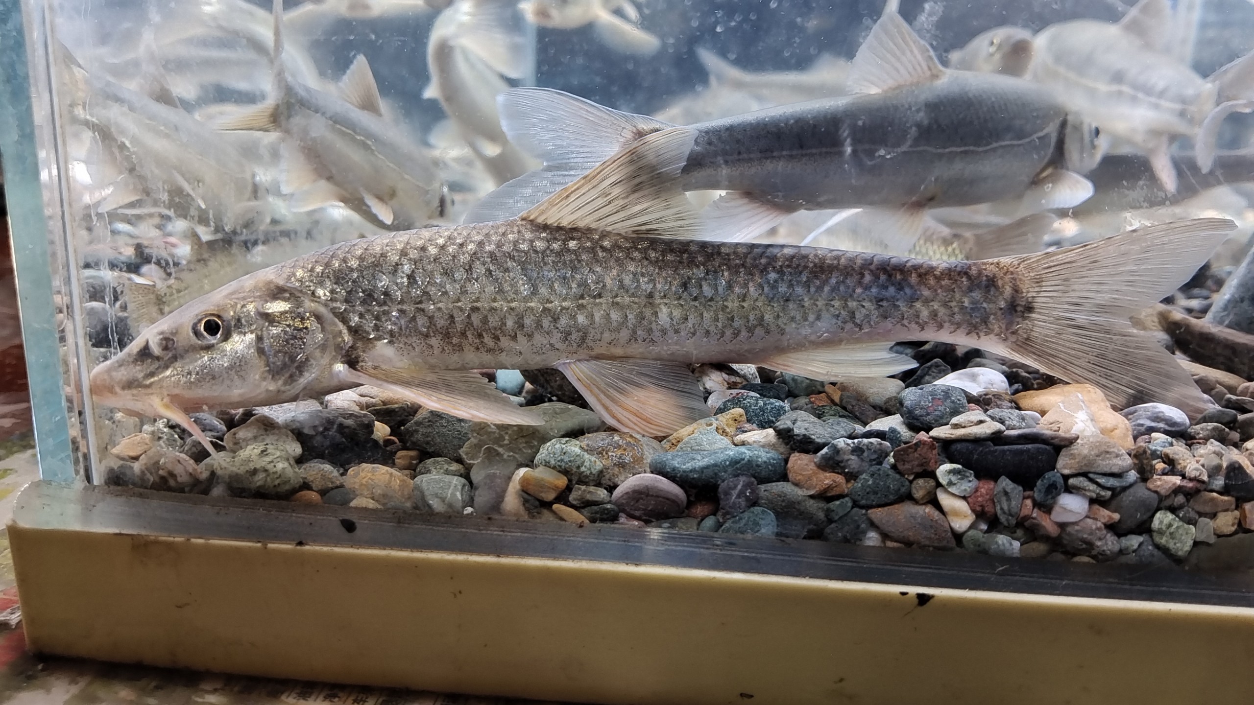 千呼万唤始出来,黄河上游的神鱼,黄河鮈,终于浮出水面