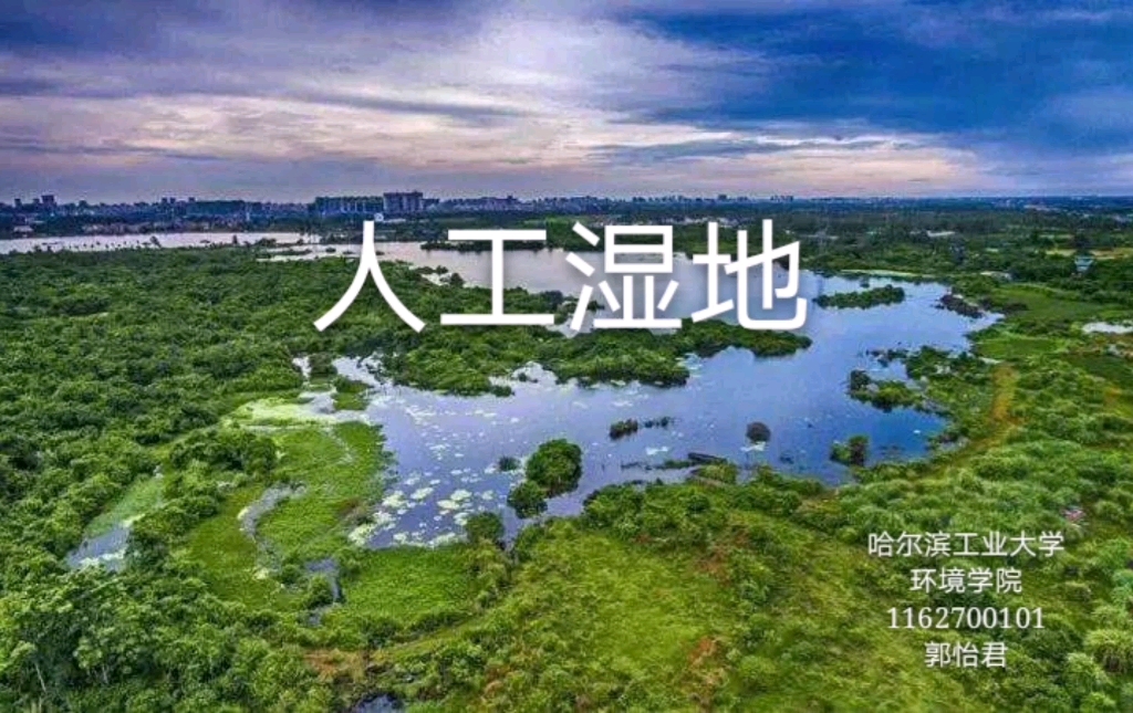 人工湿地哔哩哔哩bilibili