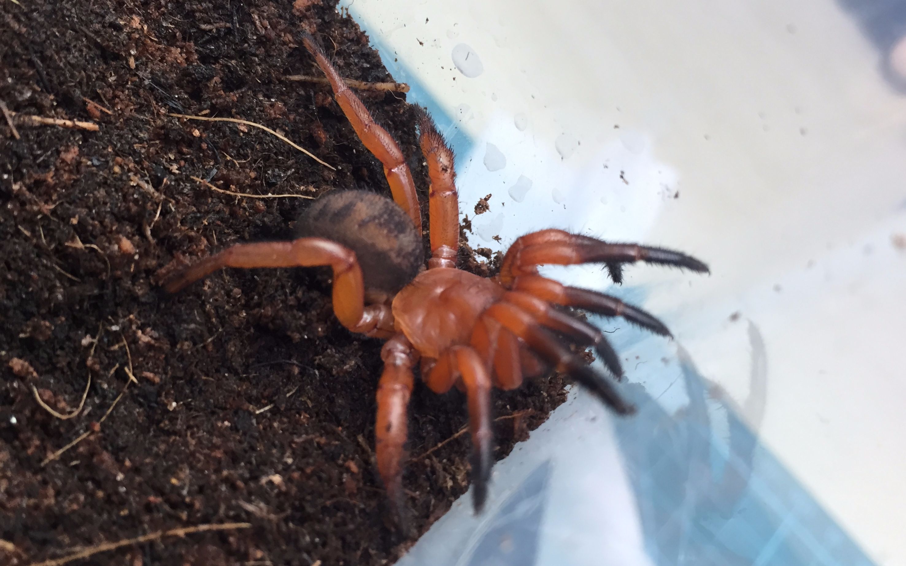 顶尖猎手红活门蛛开箱