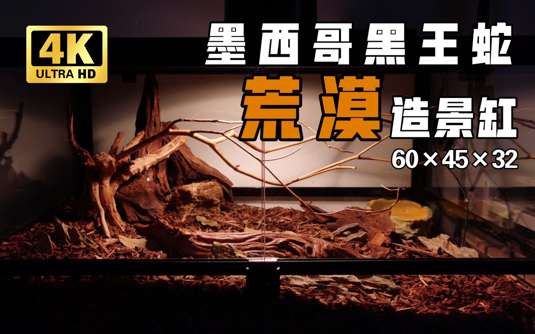 【沫影】墨西哥黑王蛇60×45×32荒漠造景缸