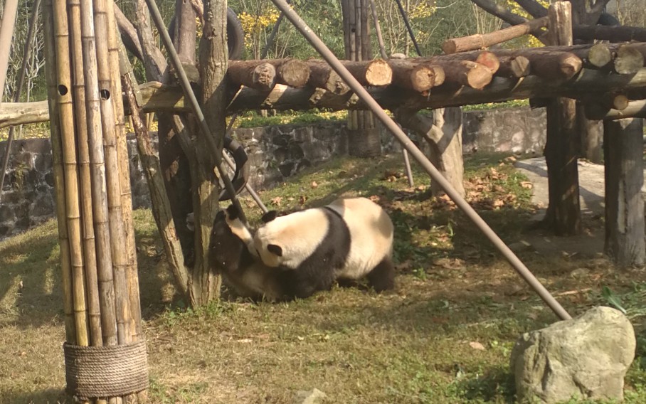 [图]妃妃花式玩崽崽？？？