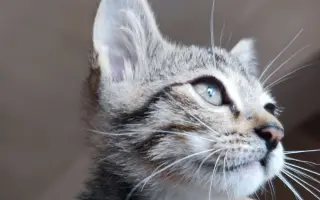 猫先生 搜索结果 哔哩哔哩 Bilibili