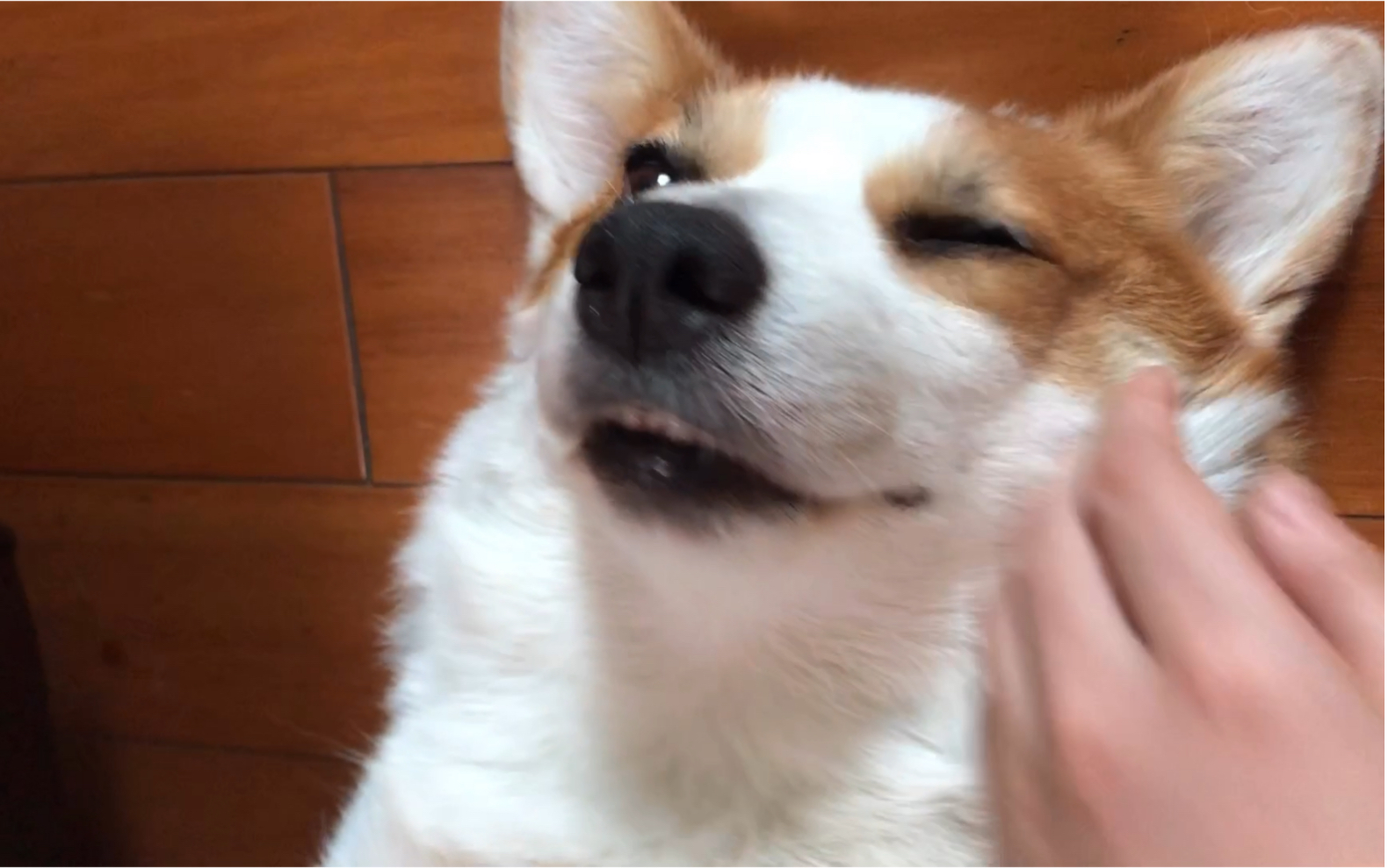 柯基奇怪的敏感点(二)舒服的翻白眼哈哈哈～柯基福仔的小日常