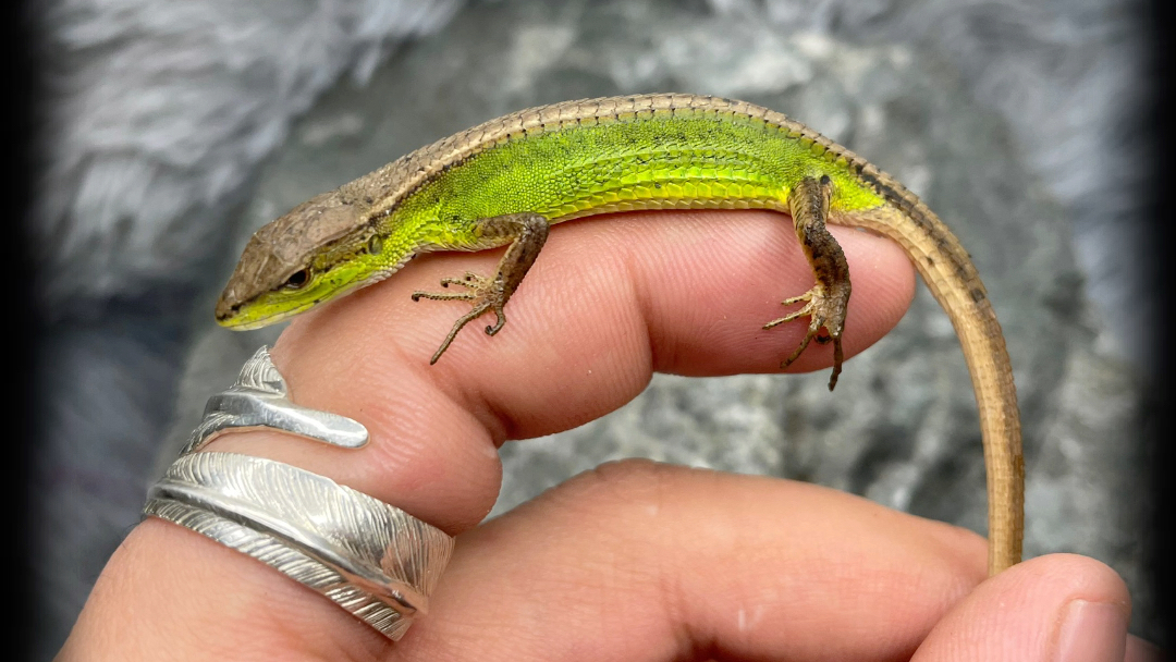 北草蜥,麻蜥,蓝尾.守宫._哔哩哔哩_bilibili