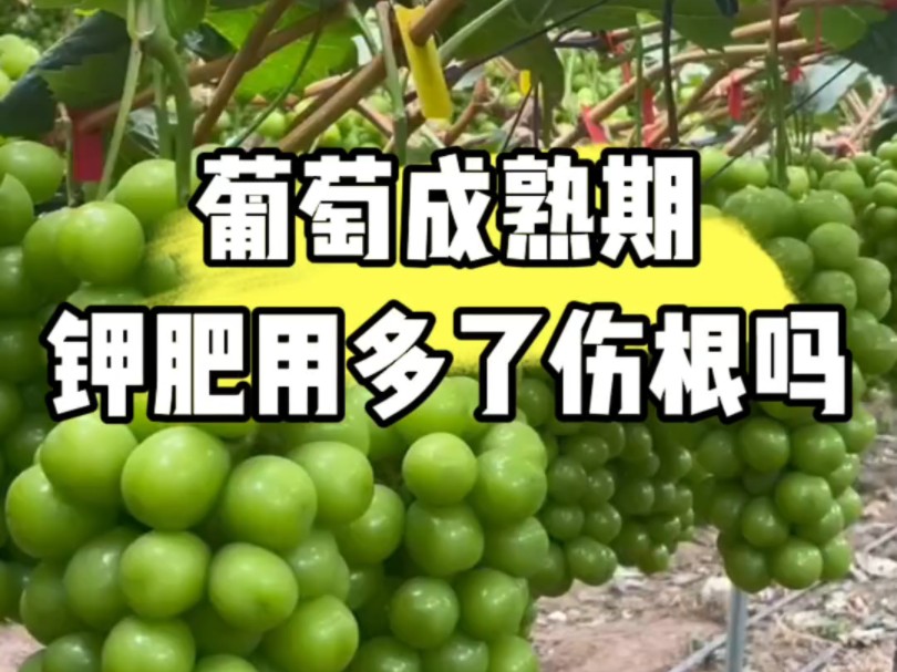 葡萄成熟期用钾肥多了伤根吗?#农业种植技术 #三农 #葡萄种植哔哩哔哩bilibili