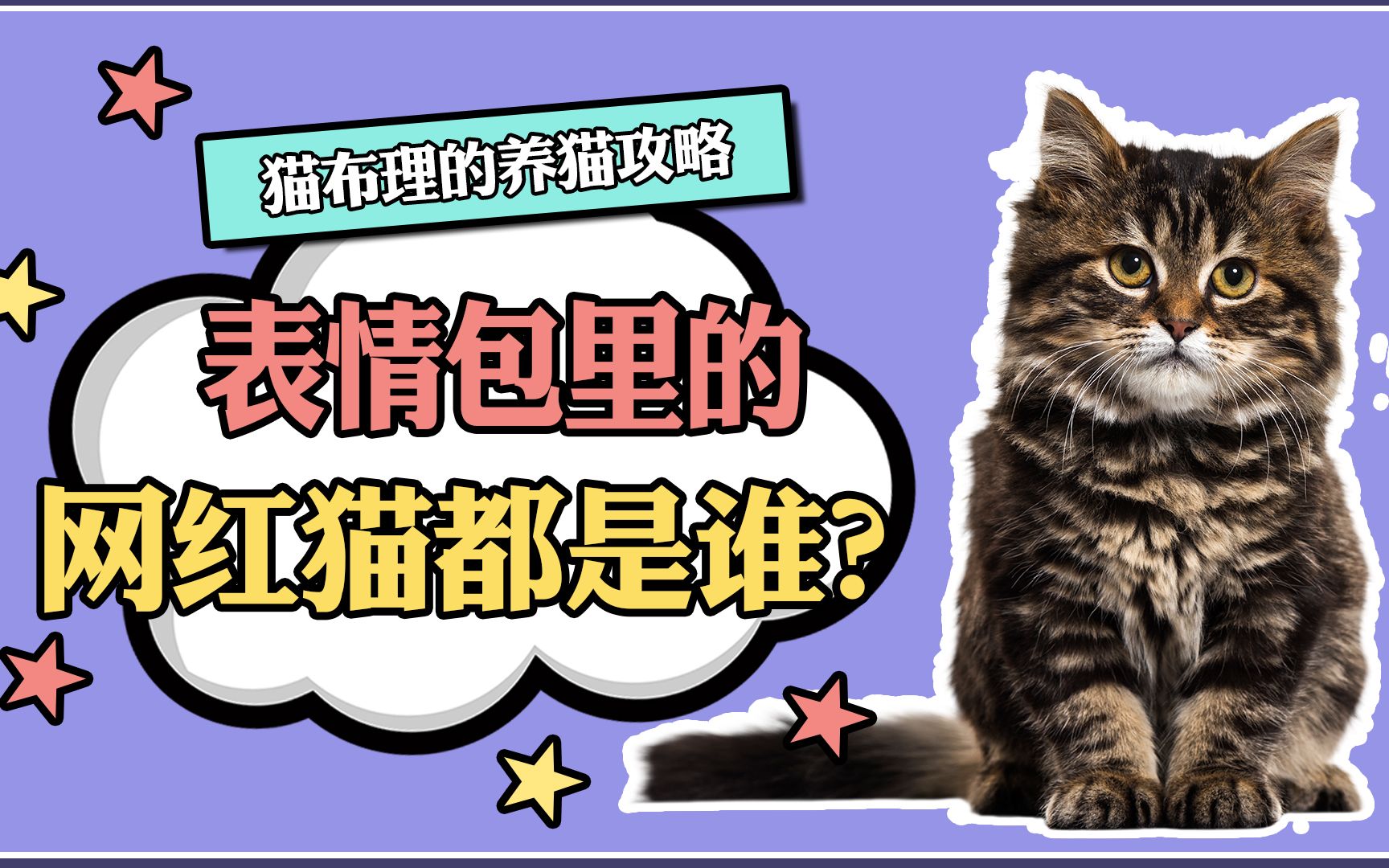 表情包里的网红猫都是谁?哔哩哔哩bilibili