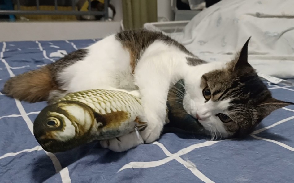 《摸鱼的艺术》