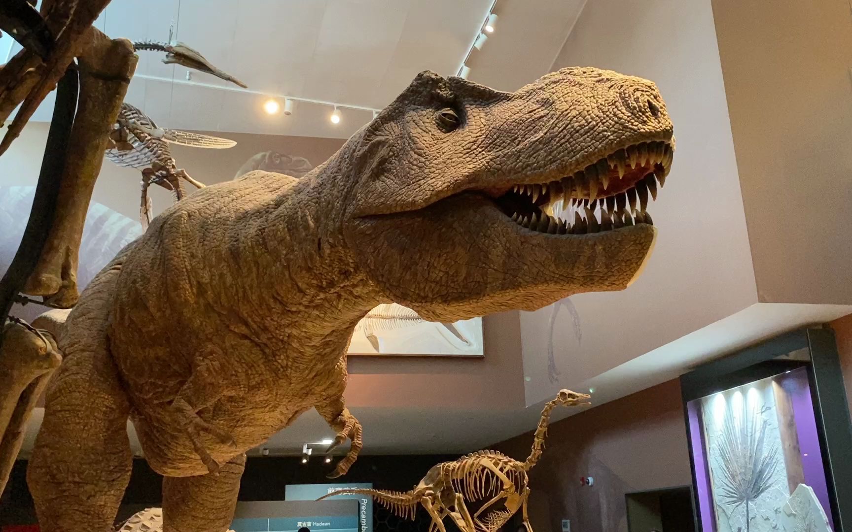 会动的大恐龙-上海自然博物馆
