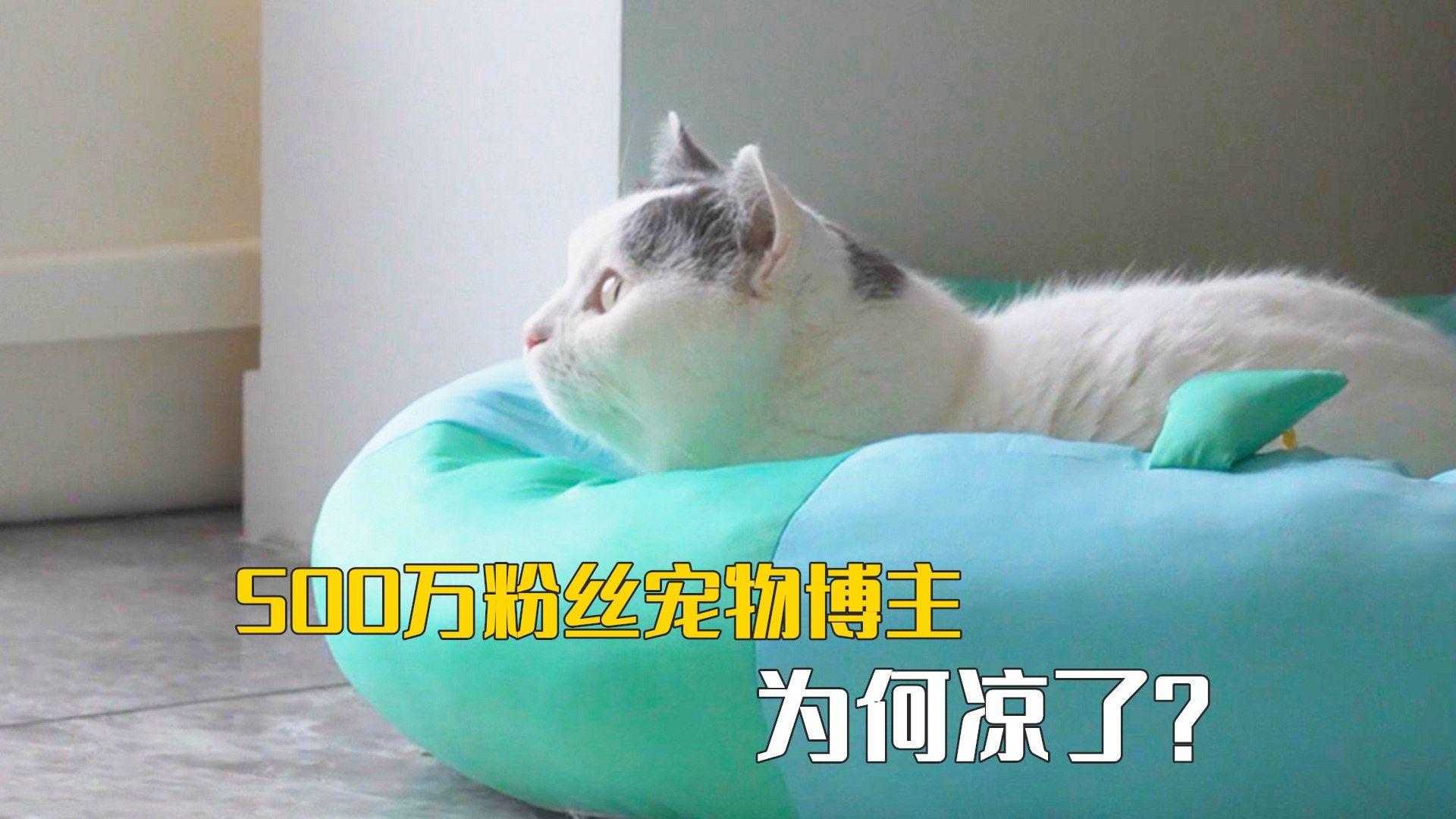 曾经爆火的500万粉丝宠物博主,怎么凉透了?-萌猫宝哥哥-萌猫宝哥哥-哔哩哔哩视频