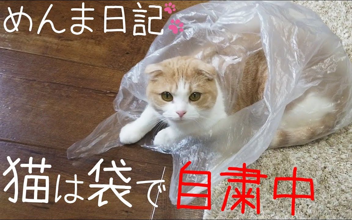 佳苗瑠华和猫的日常哔哩哔哩bilibili