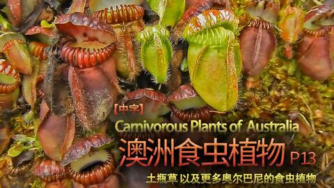 中字【澳洲食虫植物之旅】P13土瓶草以及更多奥尔巴尼的食虫植物