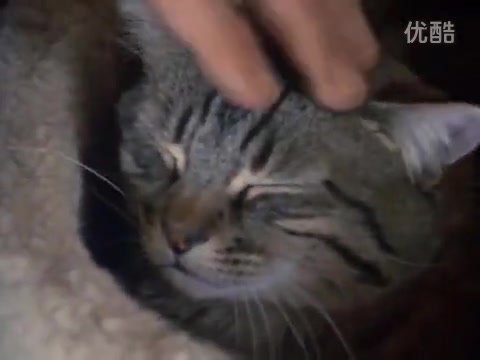 [图]国家地理百年纪念典藏049猫谜！