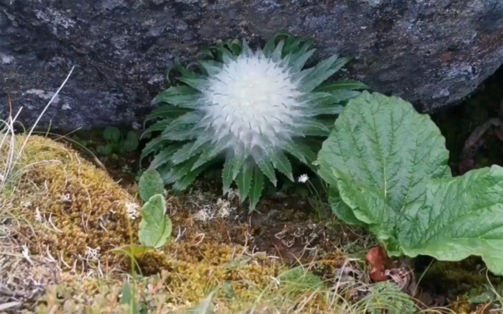 [图]棉头雪莲花