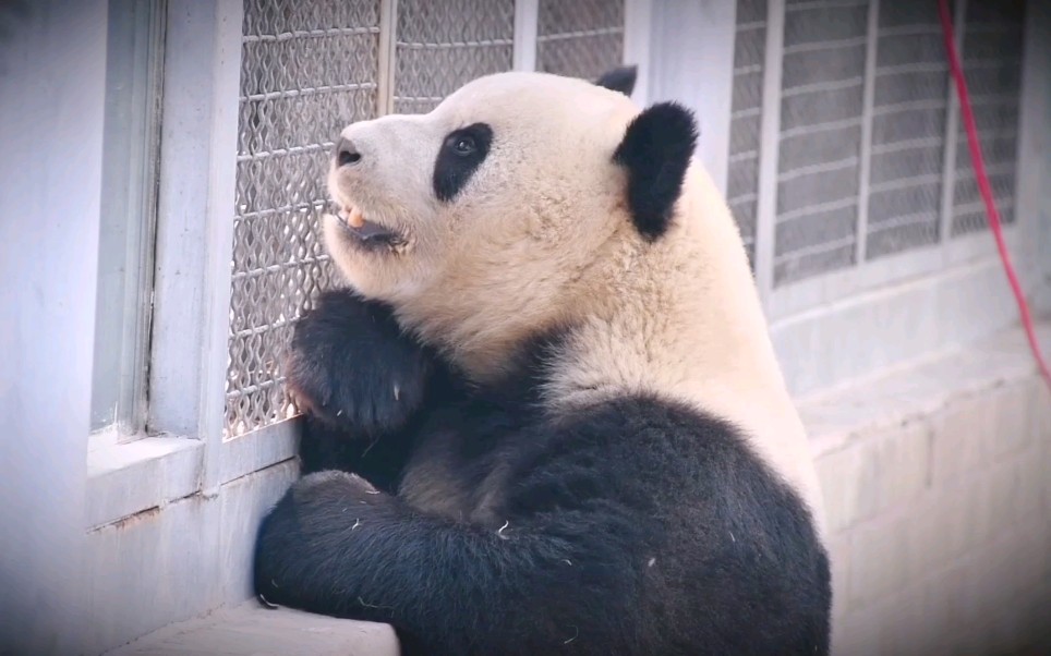 【大熊猫萌兰】手托腮,我么么儿的少女心啊