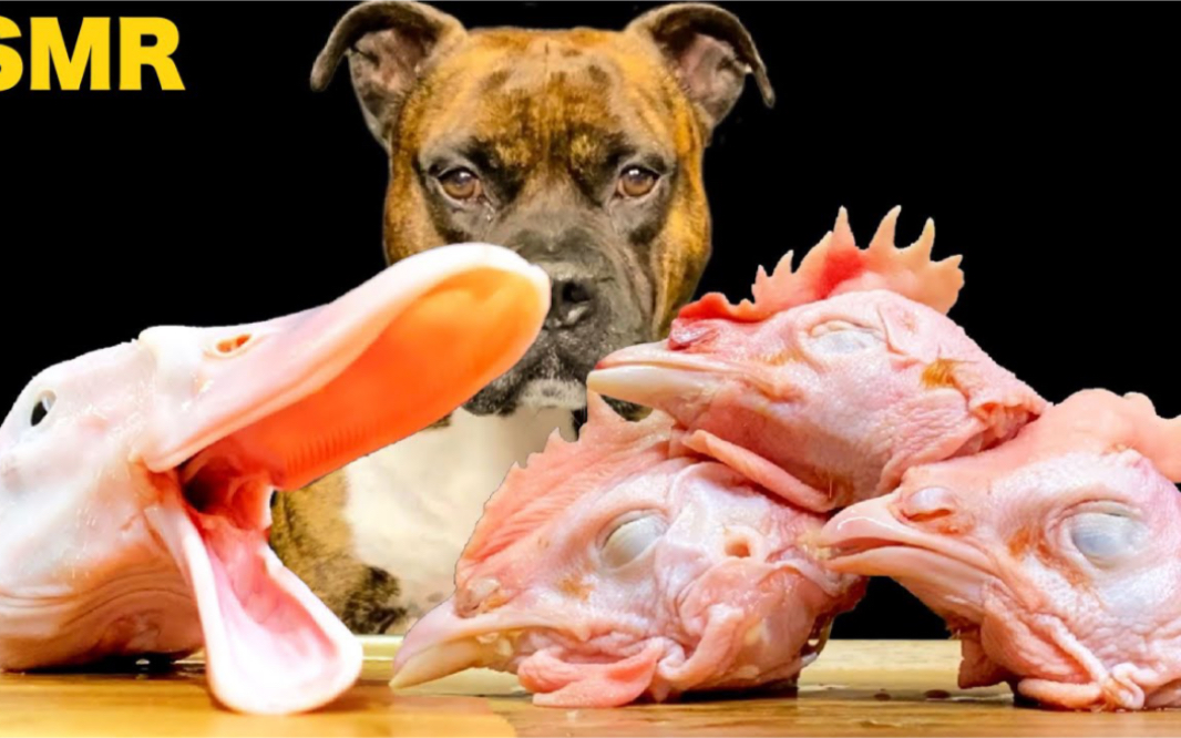 死鸭子嘴硬啊比特犬生吃