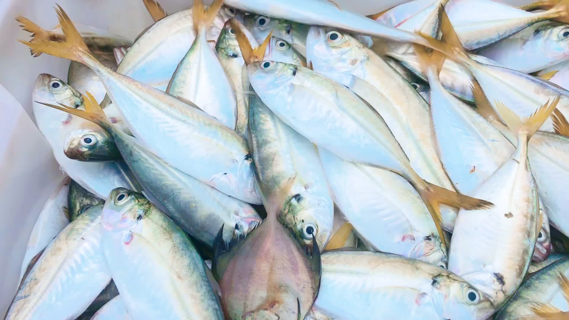 湛江四五十块1斤结尾鱼这样做,小白也能做出大厨味道_哔哩哔哩 (゜-゜