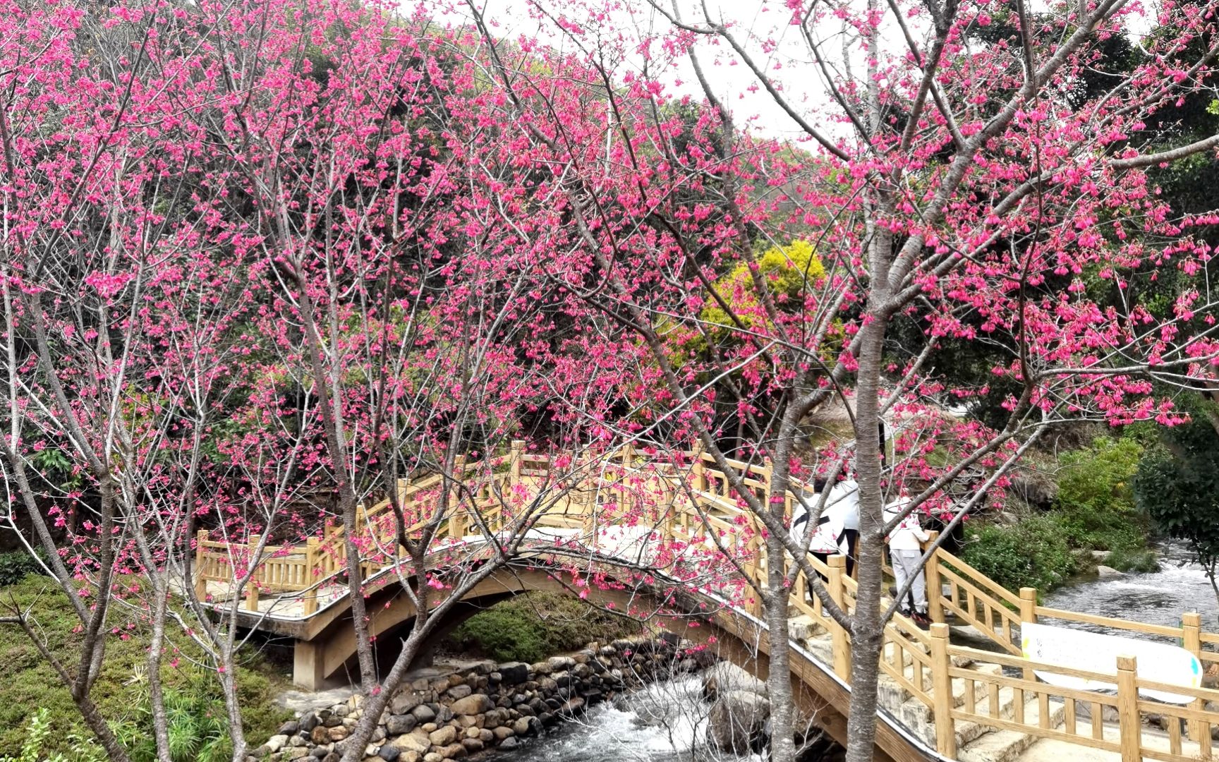 天竺山樱花谷图片