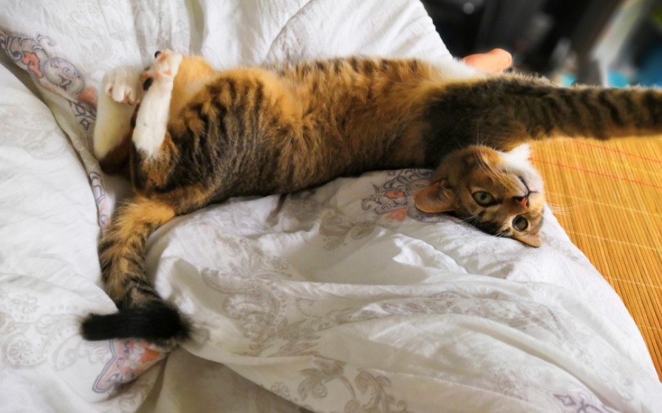 【赖床猫】像极了睡醒又不想起床的你