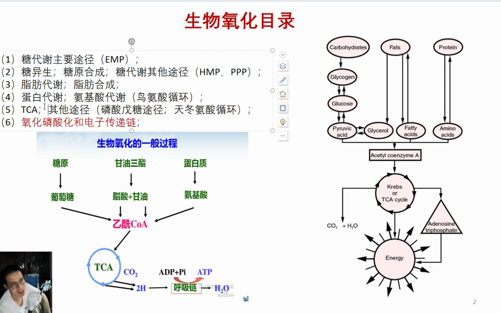 【生物化学】氧化磷酸化和电子传递链哔哩哔哩bilibili