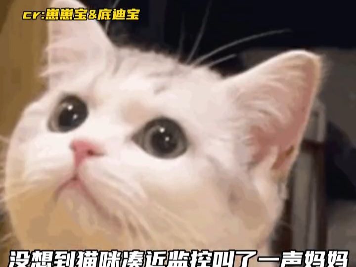 会叫妈妈的猫咪!怎么这么可爱的小猫不是我的哔哩哔哩bilibili