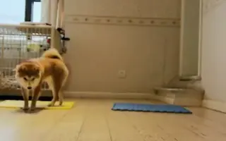 犬猫是色盲 搜索结果 哔哩哔哩 Bilibili