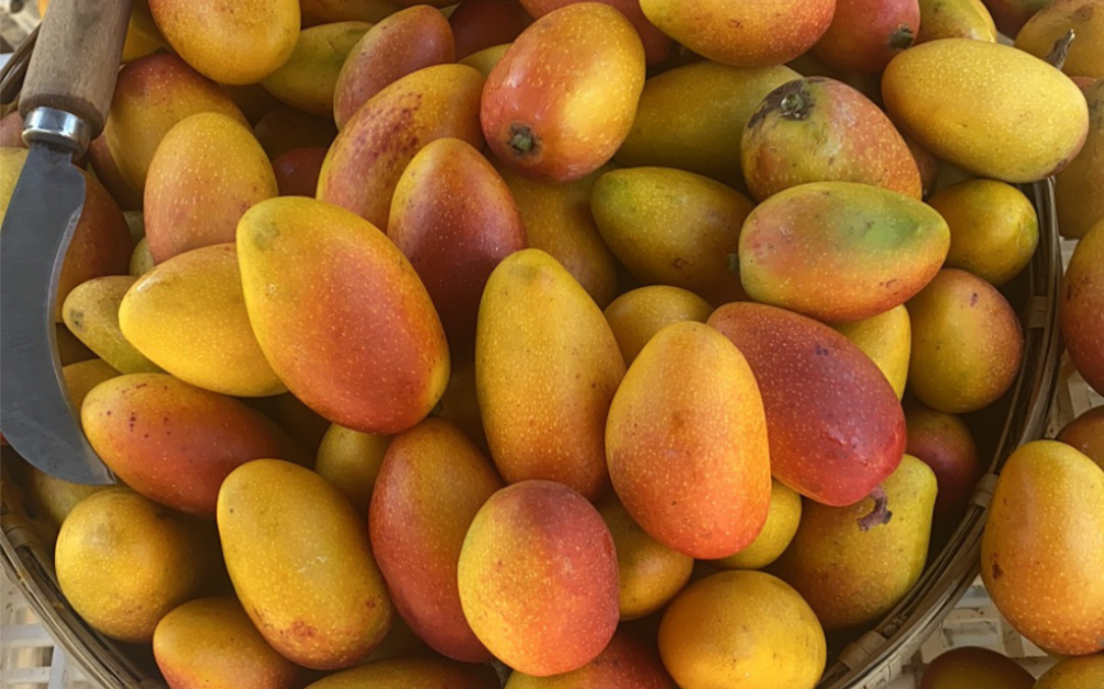 活动  攀枝花手指葡萄芒果买五斤送四斤