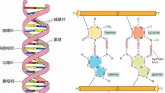 艾可生物化学第九期课程节选-碱基的氢键