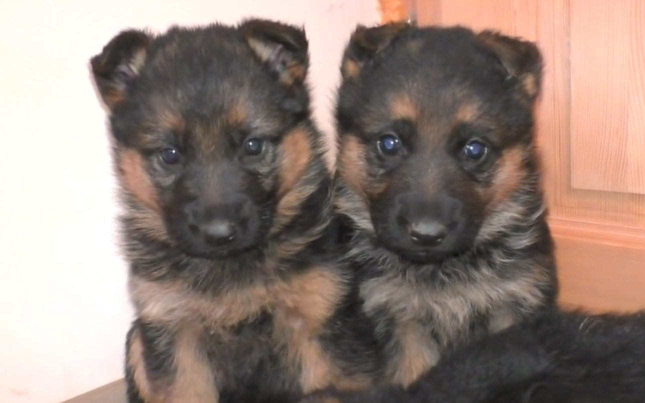 【小奶狗德牧】长得一模一样的黑脸嘤嘤怪,可爱到受不了啦