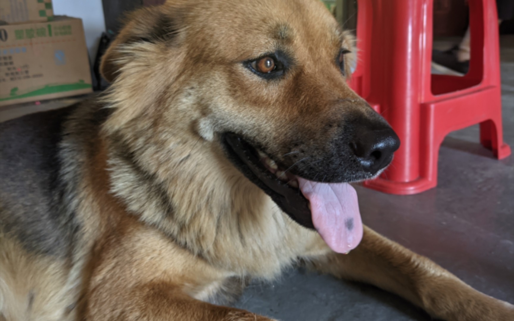 帅气的土松大黑7200004009007279