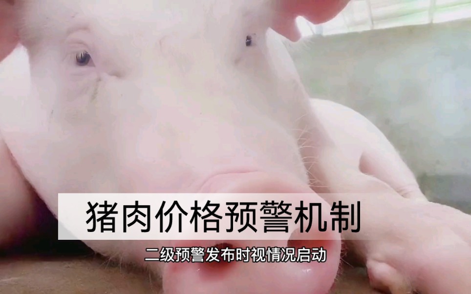 热点财经知识分享(第3期):猪肉价格预警机制哔哩哔哩bilibili