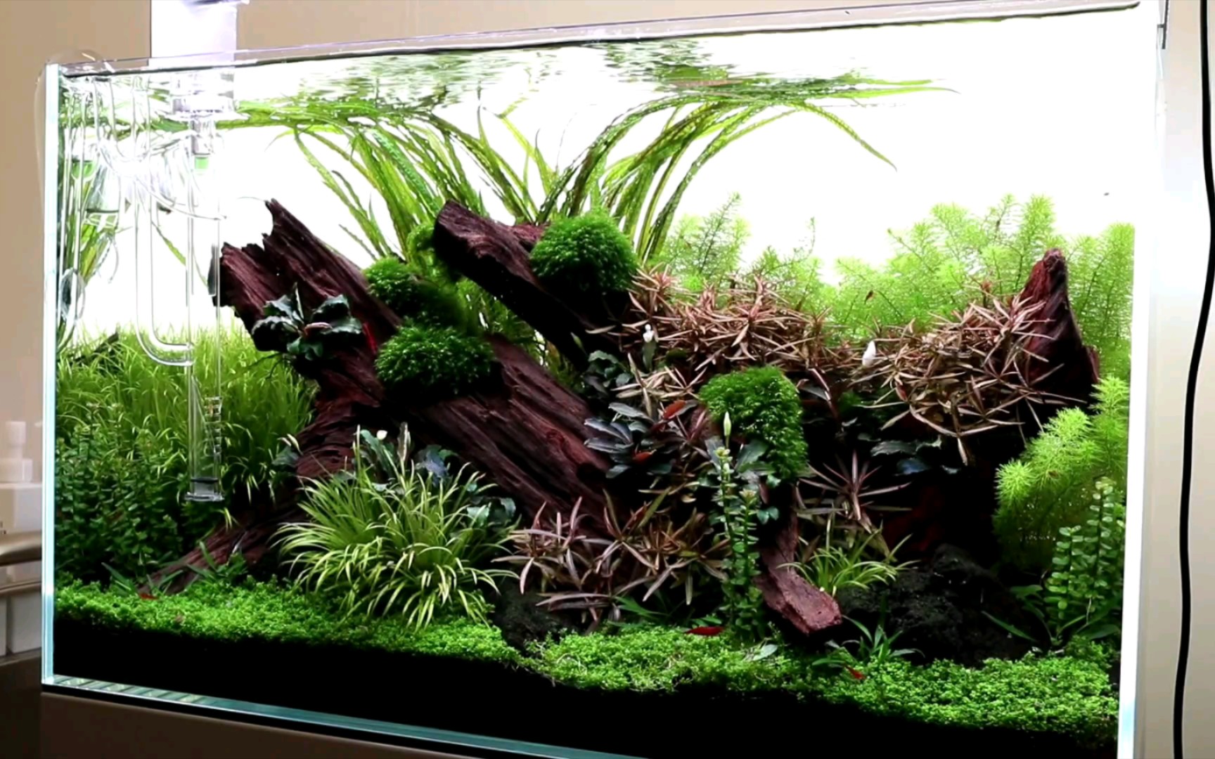 自然风格60草缸开缸及成景