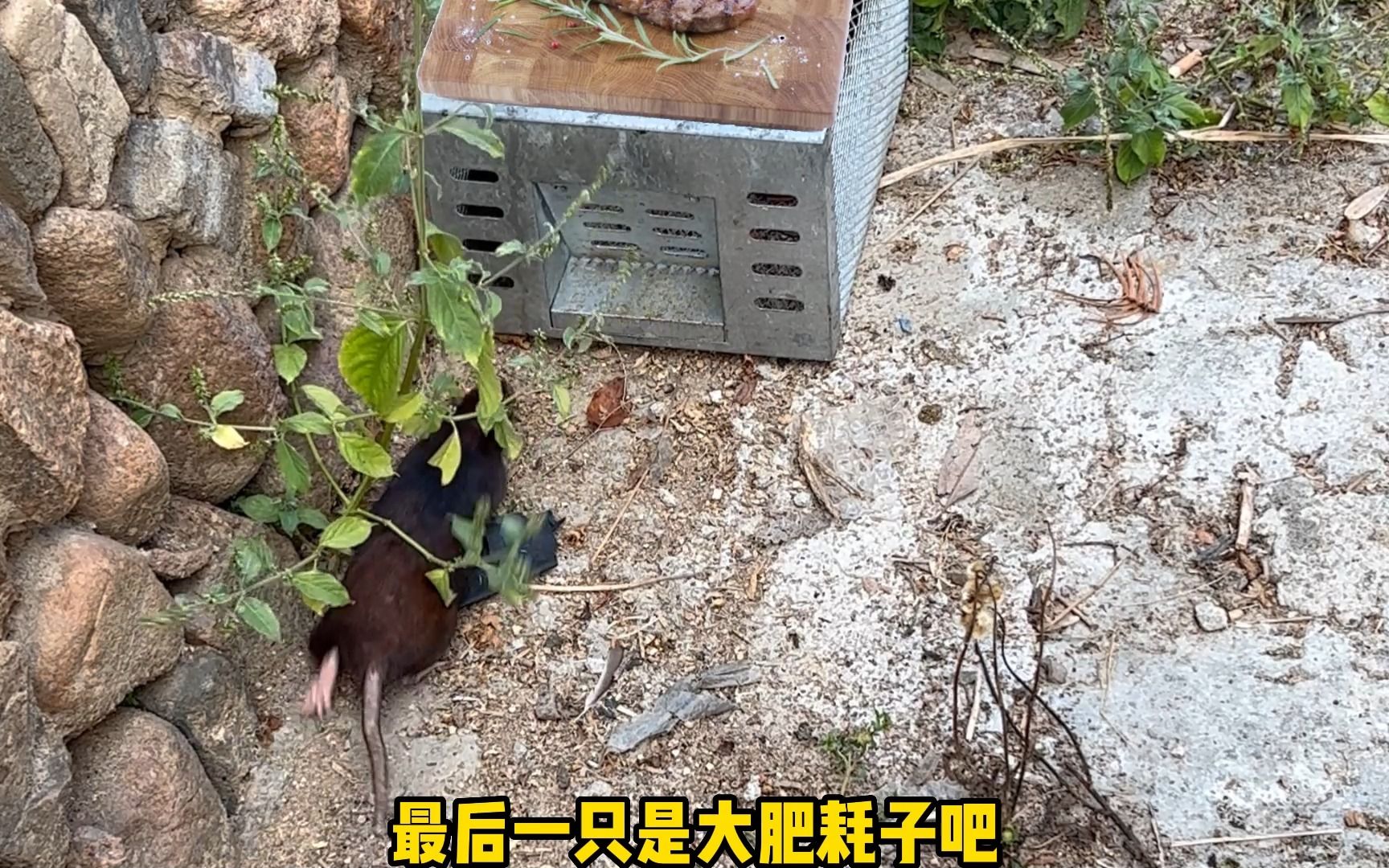 最后一只是大肥耗子吧?