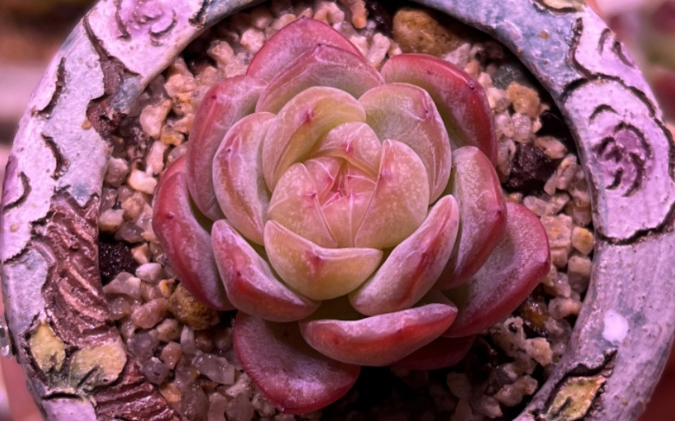 多肉达人【欣欣鸟】亲测魔光驾稻魔法棒系列:15天星星珍妮上色快嘎嘎