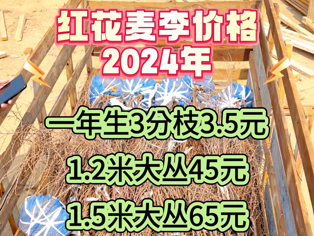 2024年最新红花麦李价格,保定产地详细报价参考哔哩哔哩bilibili