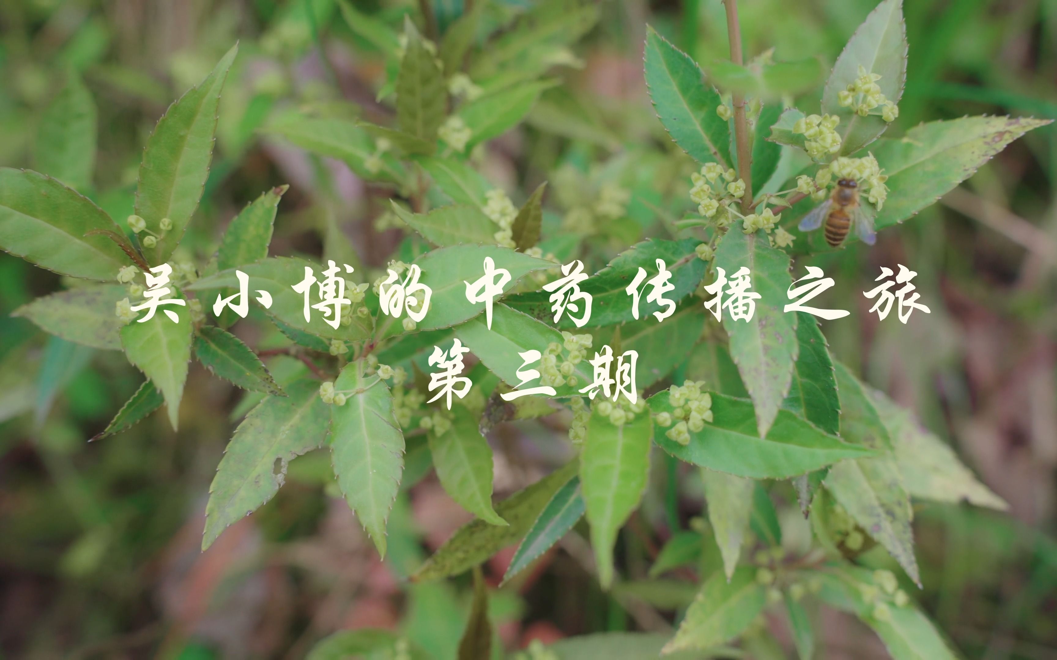 灯台叶的功效(灯台叶功效大揭秘,抗炎镇痛,美容养颜)