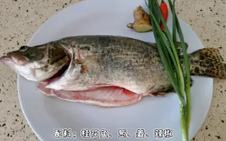 蝴蝶桂花鱼 搜索结果 哔哩哔哩 Bilibili