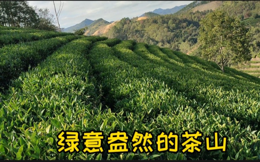 [图]冬日里的茶山，茶山风景。