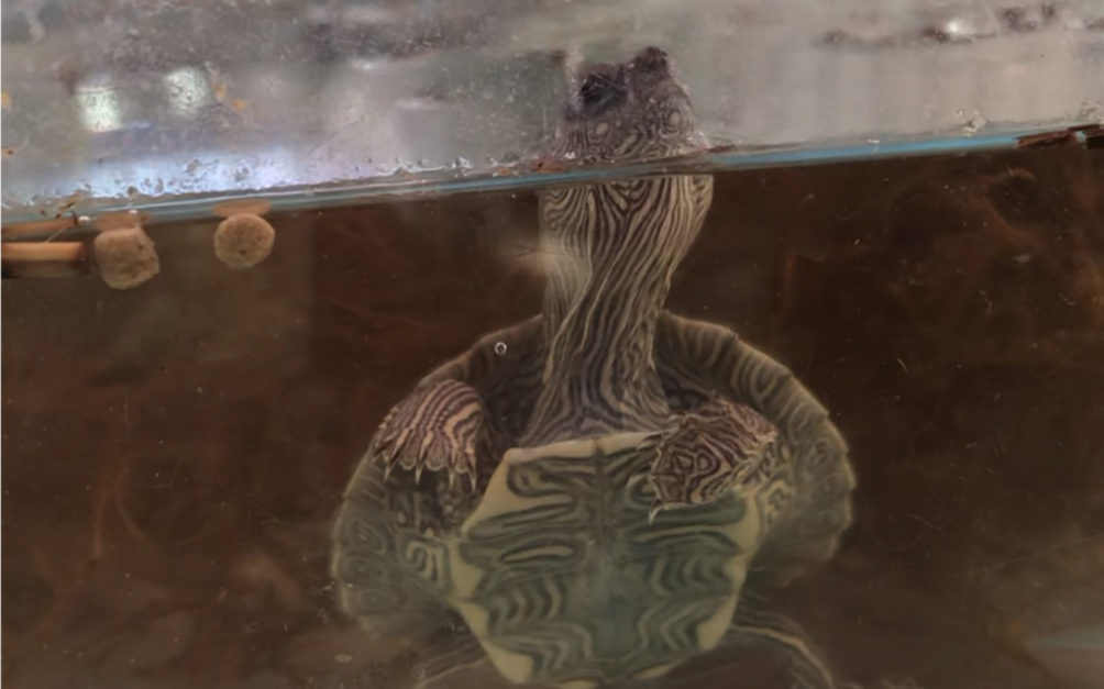 摆摊的时候进了2只地图龟,结果被人偷了一只天使眼地图龟.