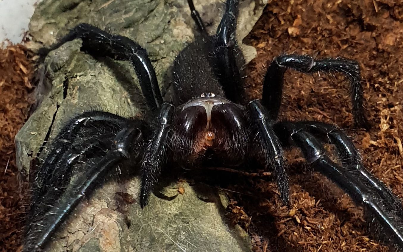 【蜘蛛纪录】危险的狠角色-大疣蛛攻击展示_哔哩哔哩 (゜-゜)つロ