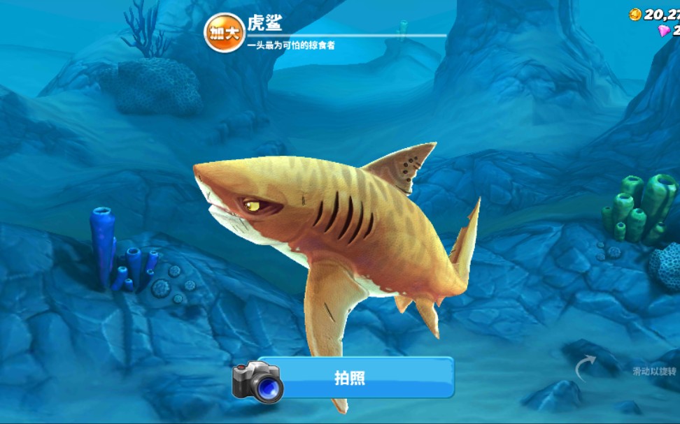 【饥饿鲨】【凶猛又霸气的虎鲨】持续更新中【第十六期】