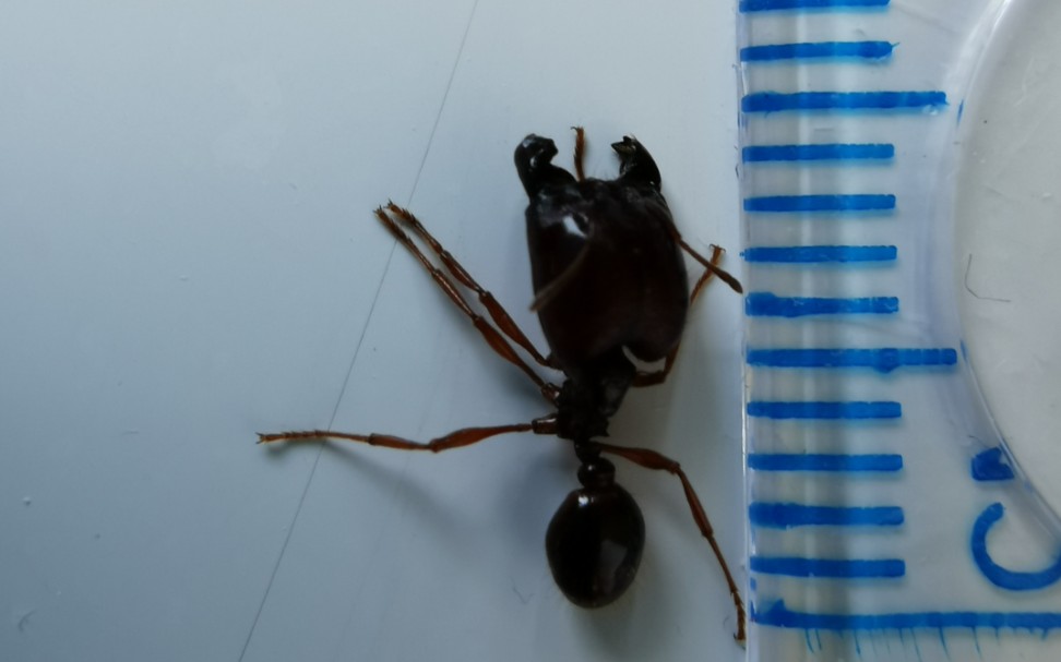 黑沟盲切叶蚁恐怖的捕食能力三分钟压制面包虫