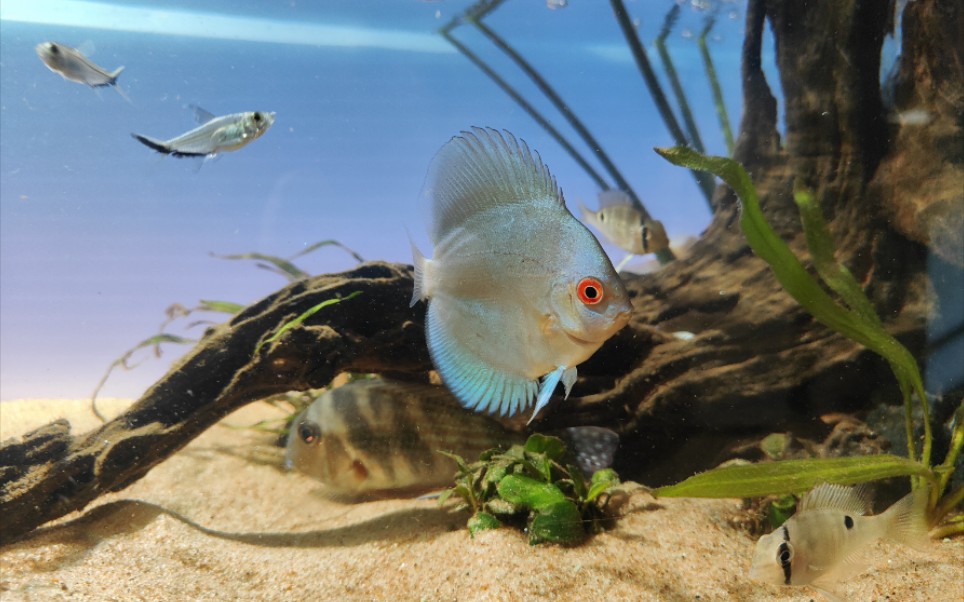 斯威尼关刀 停车入库