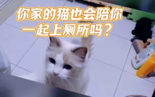 Download Video: 你家的猫会陪你上厕所吗？